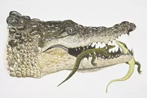 Illustration, female Crocodile (crocodlylidae) carrying baby Crocodiles in her jaw, side view