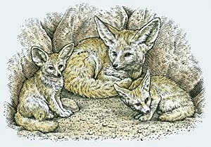 Female Animal Gallery: Illustration of female Fennec Fox (Vulpes zerda or Fennecus zerda) with two young