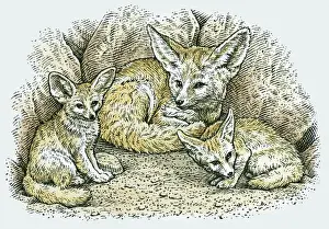 Togetherness Prints: Illustration of female Fennec Fox (Vulpes zerda or Fennecus zerda) with two young