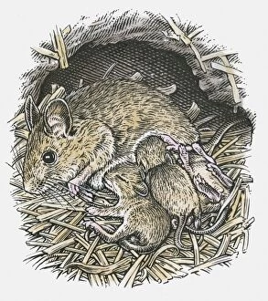 Images Dated 15th October 2009: Illustration of female field mouse suckling young in underground nest
