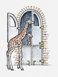 Animals In Captivity Collection: Illustration of female Giraffe (Giraffa camelopardalis) standing outside giraffe house at zoo with
