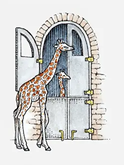 Giraffe Prints: Illustration of female Giraffe (Giraffa camelopardalis) standing outside giraffe house at zoo with calf inside
