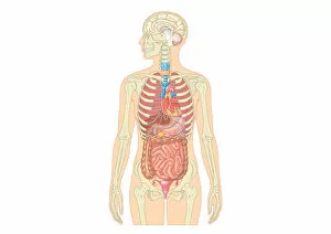 Images Dated 14th May 2009: Illustration of female human body showing skeleton, brain, heart, lungs, digestive system