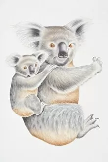 Tree Dwelling Collection: Illustration, female Koala (Phascolarctos cinereus) with baby clinging to its back, side view