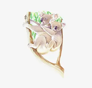 Kangaroo Prints: Illustration of female Koala (Phascolarctos cinereus) in Eucalyptus tree with baby on back