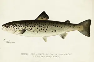 Illustration of a Female Land Locked Salmon