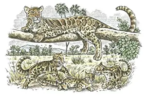 Leopard Prints: Illustration of female leopard lying on branch as her cubs play below on plains of sub-Saharan Afric