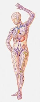 Full Frame Collection: Illustration of female lymphatic system