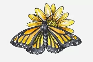 Monarch Butterfly (Danaus plexippus) Gallery: Illustration of female Monarch butterfly (Danaus plexippus) feeding on nectar from yellow flower