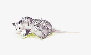 Five Animals Prints: Illustration of female Opossum (Didelphimorphia) with young