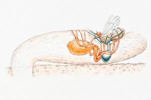 Images Dated 20th May 2010: Illustration of a female purse-web spider (Atypidae) dragging an insect from trap into underground