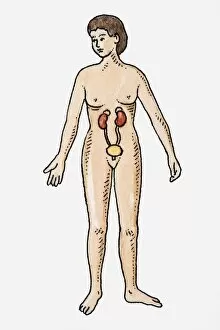 Illustration of female urinary system