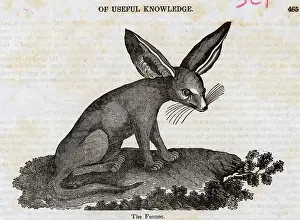 Illustration Of Fennec, A Type Of Fox
