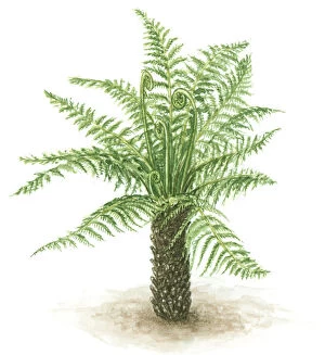 Lush Collection: Illustration of fern with green leaves, fronds and thick trunk