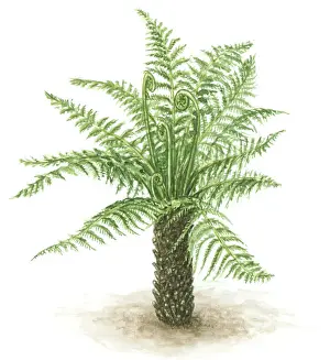 Lush Prints: Illustration of fern with green leaves, fronds and thick trunk