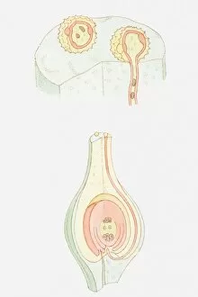 Pollination Gallery: Illustration of fertilization of flower, pollen grain containing male nuclei on stigma
