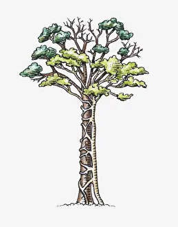 Series Prints: Illustration of Ficus sp. (Strangler fig) attached to a host tree