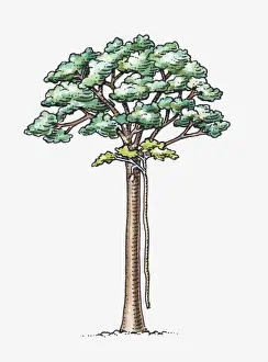 Ficus Prints: Illustration of Ficus sp. (Strangler fig) attached to a host tree
