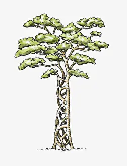 Ficus Prints: Illustration of Ficus sp. (Strangler fig) wrapped around a host tree
