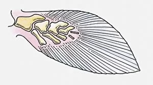 Images Dated 9th April 2010: Illustration of the fin of a prehistoric Fleshy-finned fish (Sarcopterygii)
