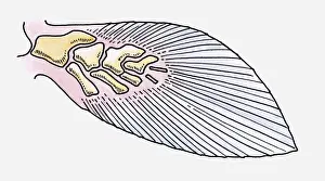 Palaeontology Prints: Illustration of the fin of a prehistoric Fleshy-finned fish (Sarcopterygii)