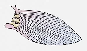 Images Dated 9th April 2010: Illustration of the fin of a prehistoric Ray-finned fish (Actinopterygii)