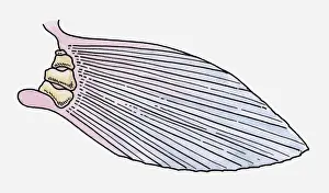 Palaeontology Prints: Illustration of the fin of a prehistoric Ray-finned fish (Actinopterygii)