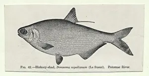 Illustration of Fish