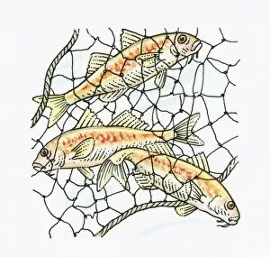 Studio Image Gallery: Illustration of fish caught in fishing net