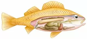 Images Dated 14th November 2008: Illustration of fish with cross section showing intestine, swim bladder, heart, liver, and kidney