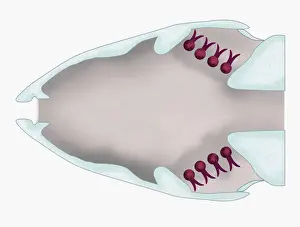 Respiratory System Prints: Illustration of a fish with gill filaments (lamellae) highlighted in red