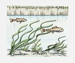 Illustration of fish swimming underwater
