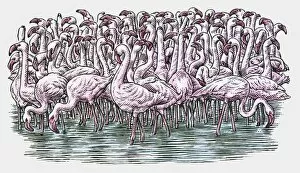 Images Dated 23rd November 2009: Illustration of Flamingos standing in water