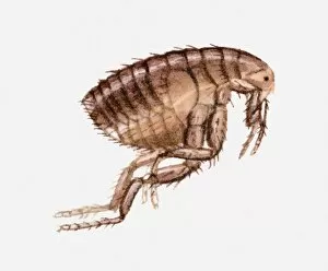 Images Dated 31st March 2010: Illustration of a flea jumping