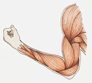 Images Dated 4th January 2011: Illustration of flexed muscles in arm