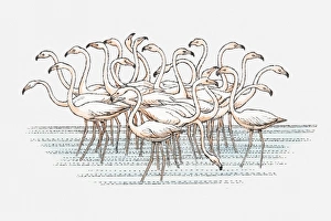 Images Dated 10th June 2010: Illustration of flock of Lesser Flamingo (Phoenicopterus minor) standing in water
