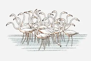 Illustration of flock of Lesser Flamingo (Phoenicopterus minor) standing in water