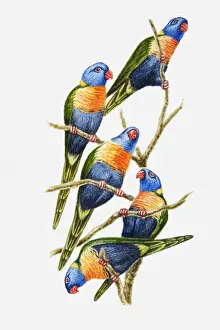 Tropical Bird Prints: Illustration of a flock of Rainbow lorikeets (Trichoglossus haematodus) perching on tree branches