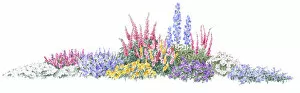 Illustration of flowerbed of colourful ground cover shrubs and tall flower spikes