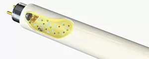 Images Dated 24th November 2009: Illustration of fluorescent lamp