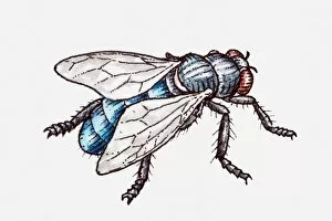 Images Dated 23rd April 2010: Illustration of a fly