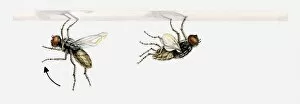 Images Dated 31st March 2010: Illustration of a fly landing, putting its front legs up over its head