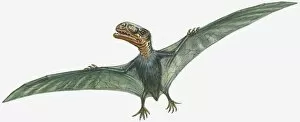 Illustration of flying Anurognathus with large head, sharp teeth, and narrow, spread wings