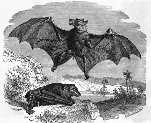 Teeth Prints: Illustration Flying and Resting Bat
