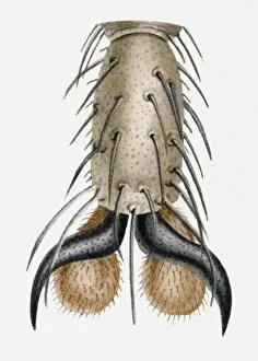 Illustration of a flys leg