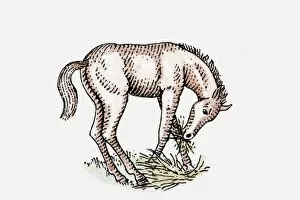 Illustration of foal eating grass