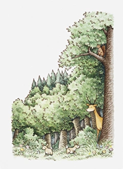 Illustration of forest scene with deer, rabbits and squirrel Illustration of forest scene with deer, rabbits and squirrel