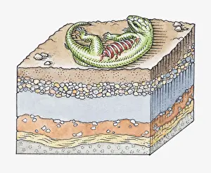 Layered Prints: Illustration of formation of a fossil