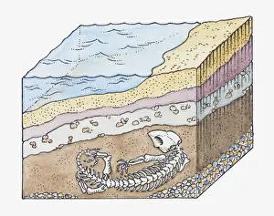 Layered Prints: Illustration of formation of a fossil