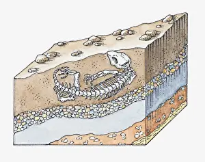 Layered Prints: Illustration of formation of a fossil